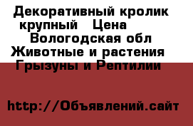 Декоративный кролик, крупный › Цена ­ 900 - Вологодская обл. Животные и растения » Грызуны и Рептилии   